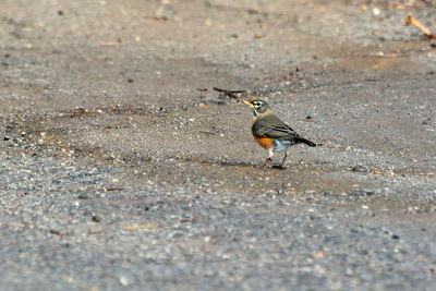 View of bird perching on the road
