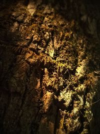 Close-up of lichen on tree trunk