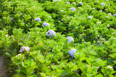 Close-up of purple flowering plants on field