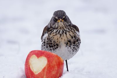 Close-up of bird by apple in snow