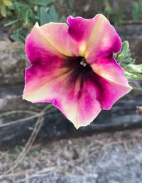 Close-up of pink flower blooming outdoors