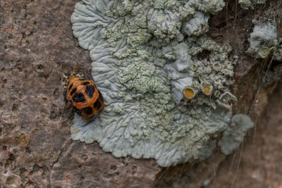 High angle view of butterfly on flower