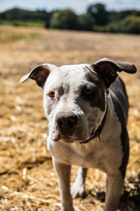 Portrait of dog standing on field