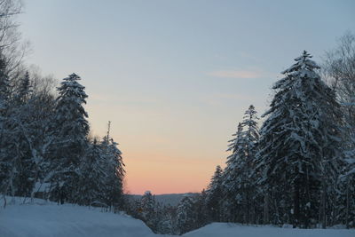 Snow covered land and trees against sky during sunset