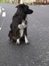 Dog on road