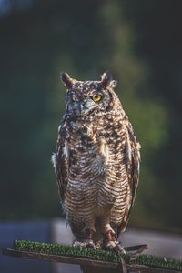 Close-up of owl perching on white wall