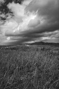 Scenic view of agricultural field against sky
