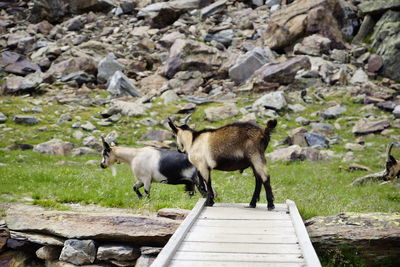 View of sheep on rock