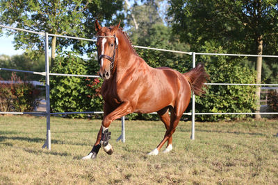 Horse in a field