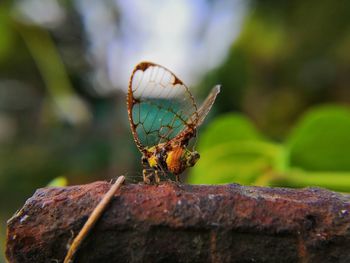 Close-up of insect on rock