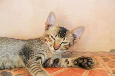 Cat sleeping at home