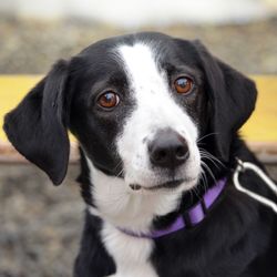 Close-up portrait of dog