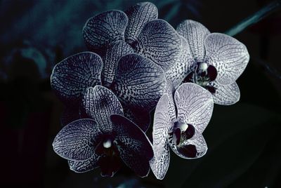 Close-up of purple flowering plant