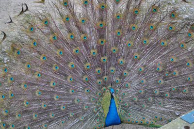 Full frame shot of peacock