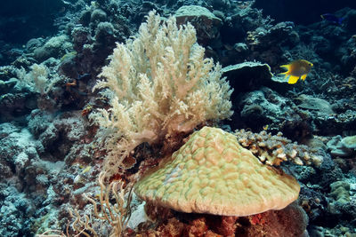 Fish swimming in sea