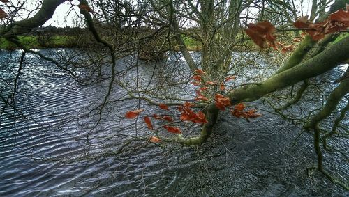 Reflection of trees in water