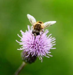 Close-up of bee pollinating on flower