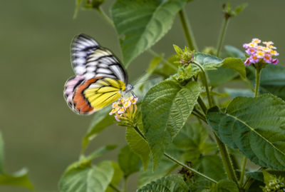 Close-up of butterfly pollinating on flower