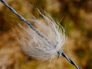 Close up of dandelion on barbed wire