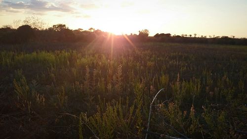 Scenic view of grassy field against sky at sunset