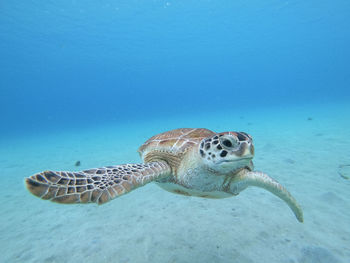 Turtle swimming in sea