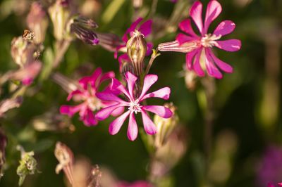 Close-up of bee on pink flowering plant