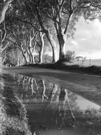 Reflection of trees in water