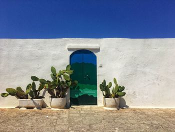 Potted plants against wall and blue sky