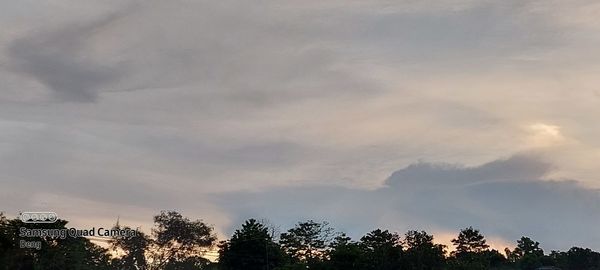 Low angle view of trees against sky