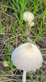 High angle view of mushroom growing on field