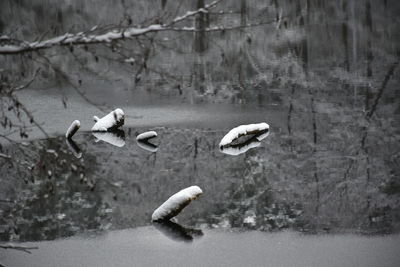 Ducks in a lake