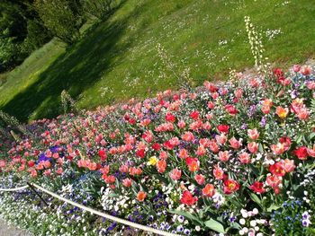 High angle view of flowering plants in garden