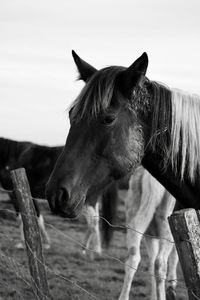 Horse standing in ranch