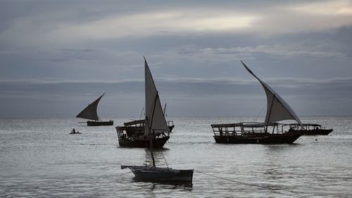 Three dhows coming in to shore at dusk in zanzibar, tanzania