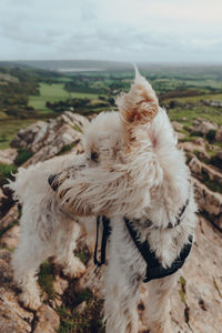 Cute white dog standing on top of the crook peak in mendip hills, england, uk, on a windy day.