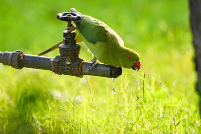 Close-up of bird perching on a field