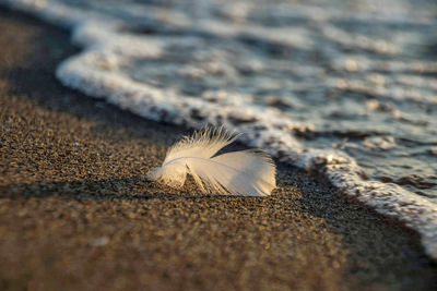 Close-up of feather on sand