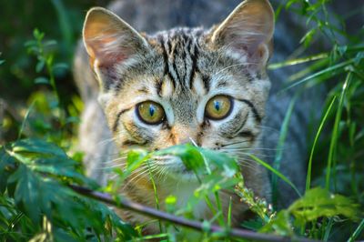 Close-up portrait of a cat