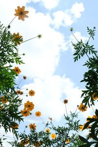Low angle view of flowering plant against cloudy sky