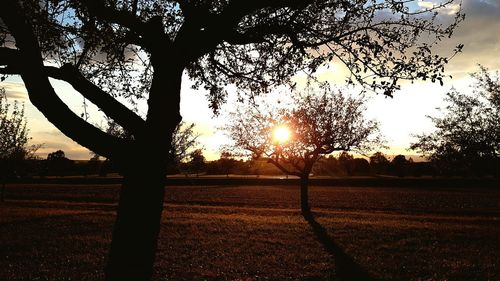 Sunlight streaming through silhouette trees on field against sky at sunset