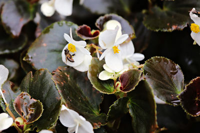 Close-up of flowers