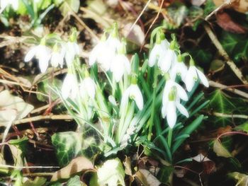 Close-up of plants