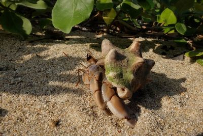 High angle view of a lizard on land