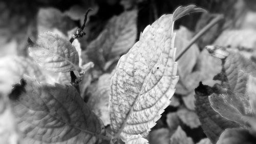 Close-up of leaves on plant