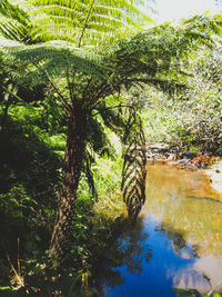 Trees by sea against sky