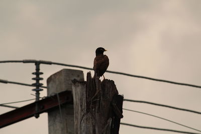 Low angle view of bird perching on wooden post against sky