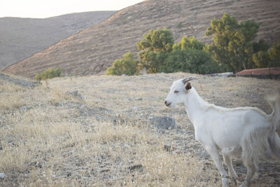 Goat standing on field