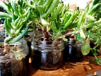 Close-up of potted plant