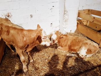 Cows on floor