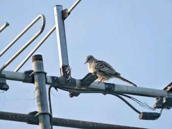 Low angle view of bird perching on cable against sky